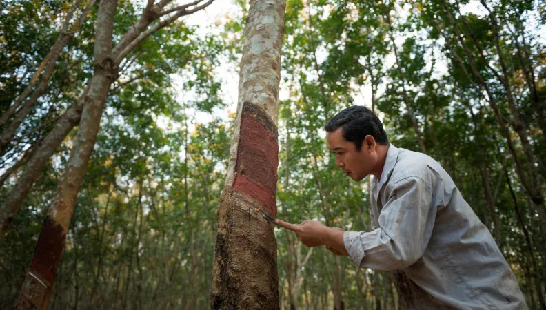 Plantation d'hévéa au Cambodge