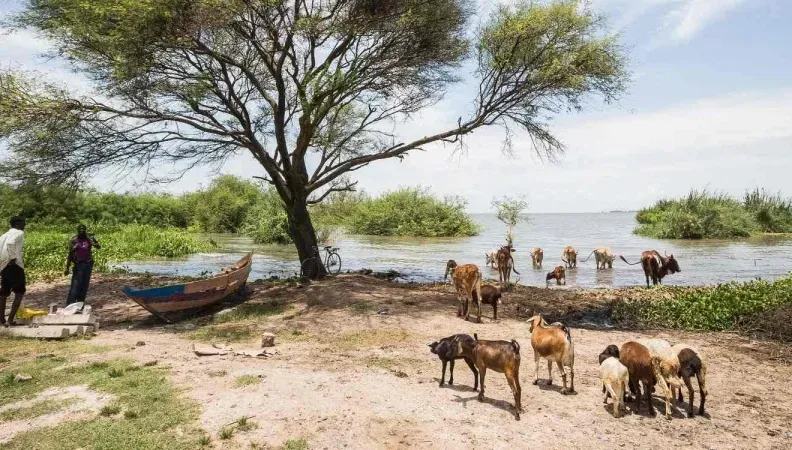 Afrique